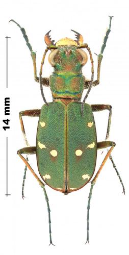Réf. 245 806 : Cicindela maroccana pseudomaroccana